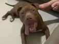 Bruno