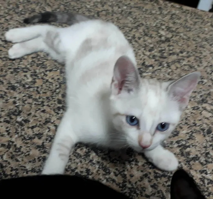 Gato ra a SRD-ViraLata idade 2 a 6 meses nome Silvia