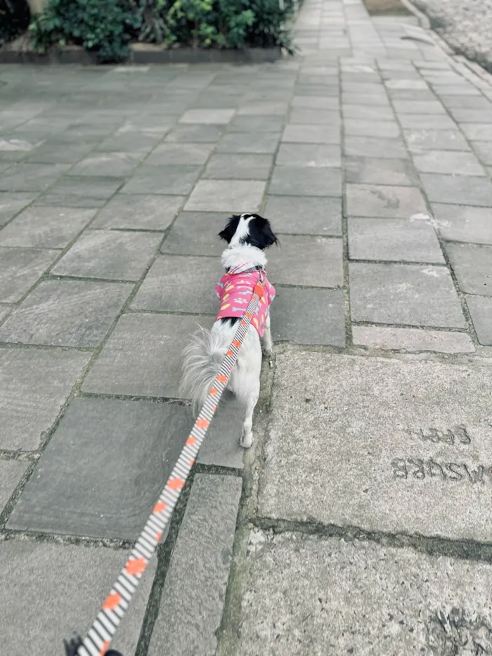 Cachorro ra a SRD-ViraLata idade 3 anos nome Skye