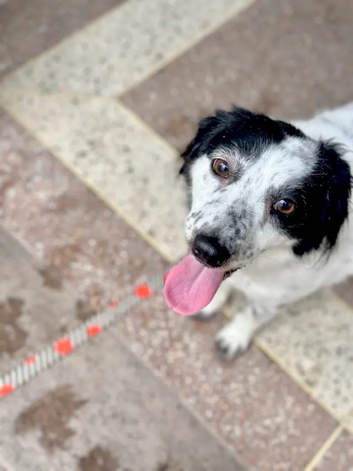 Cachorro ra a SRD-ViraLata idade 3 anos nome Skye