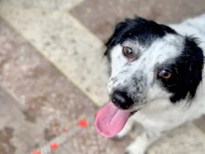 Cachorro raça SRD-ViraLata idade 3 anos nome Skye