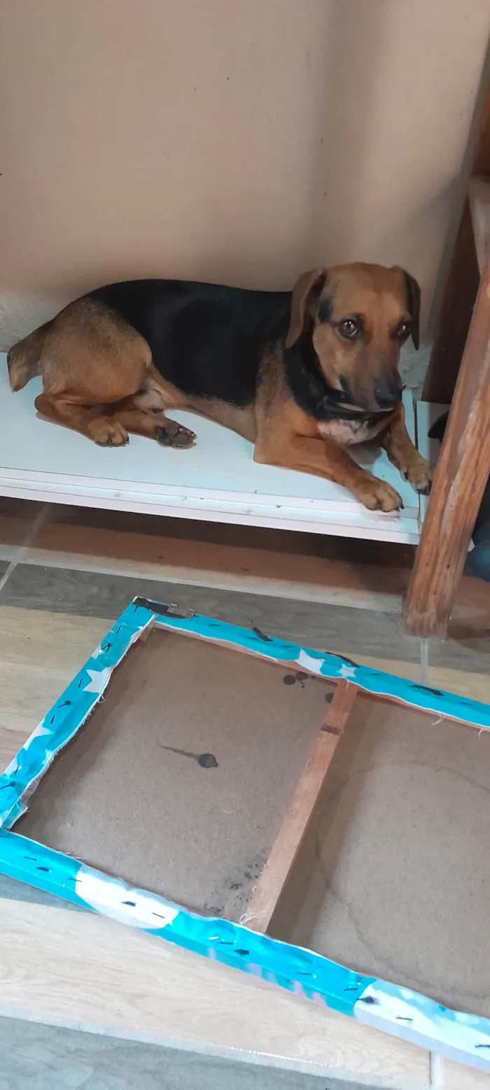 Cachorro ra a SRD-ViraLata idade 2 anos nome Chase