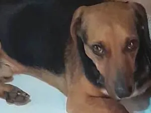 Cachorro raça SRD-ViraLata idade 2 anos nome Chase