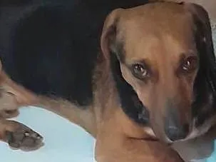 Cachorro ra a SRD-ViraLata idade 2 anos nome Chase