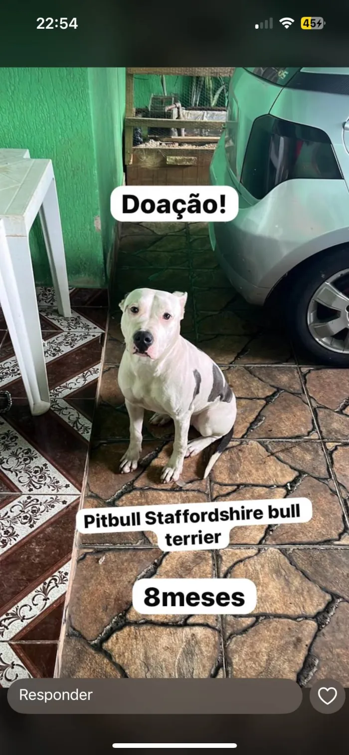 Cachorro ra a Pit-Bull idade 7 a 11 meses nome Pandora 