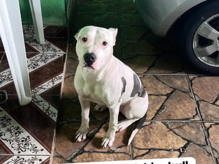 Cachorro ra a Pit-Bull idade 7 a 11 meses nome Pandora 