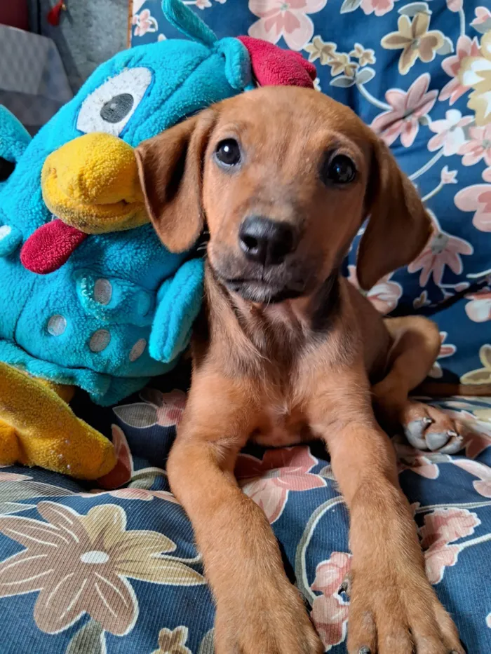 Cachorro ra a SRD-ViraLata idade Abaixo de 2 meses nome Scooby 