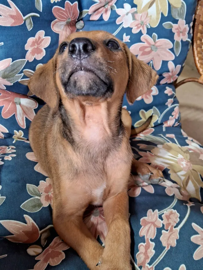 Cachorro ra a SRD-ViraLata idade Abaixo de 2 meses nome Scooby 