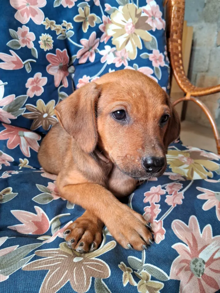 Cachorro ra a SRD-ViraLata idade Abaixo de 2 meses nome Scooby 