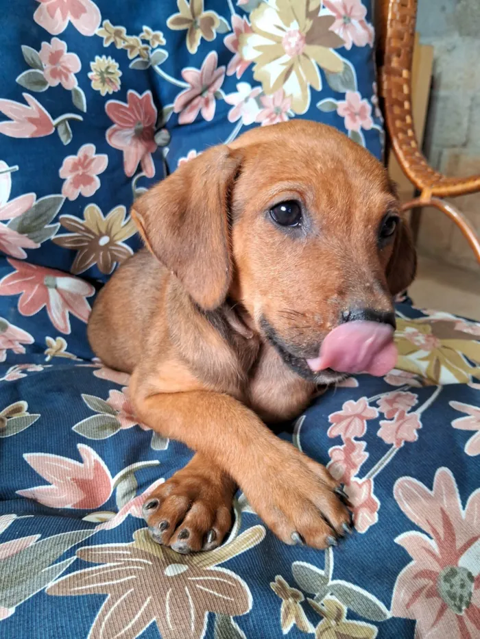 Cachorro ra a SRD-ViraLata idade Abaixo de 2 meses nome Scooby 