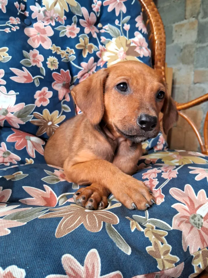 Cachorro ra a SRD-ViraLata idade Abaixo de 2 meses nome Scooby 