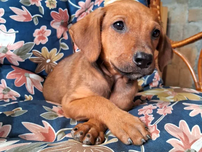 Cachorro ra a SRD-ViraLata idade Abaixo de 2 meses nome Scooby 