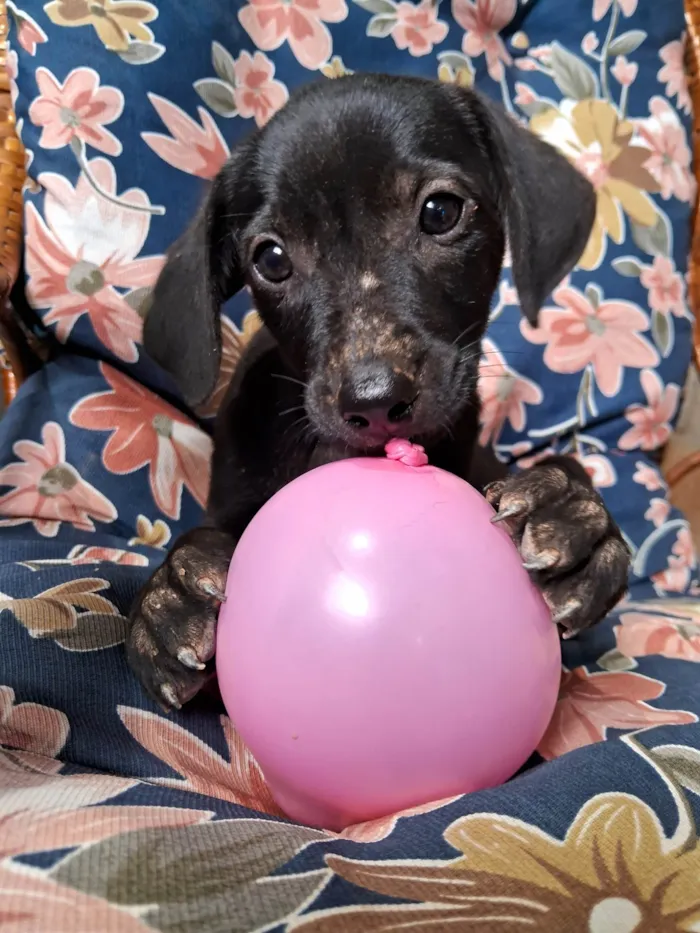 Cachorro ra a SRD-ViraLata idade Abaixo de 2 meses nome Neneco