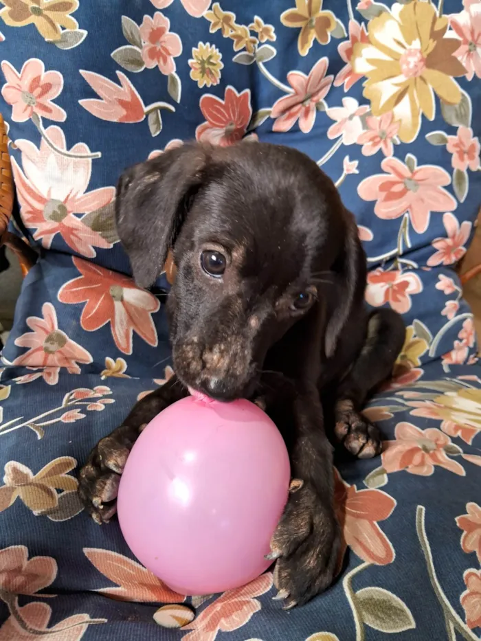 Cachorro ra a SRD-ViraLata idade Abaixo de 2 meses nome Neneco