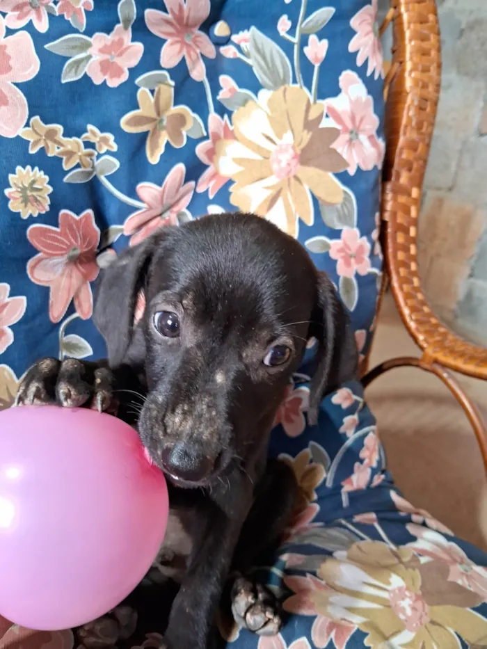 Cachorro ra a SRD-ViraLata idade Abaixo de 2 meses nome Neneco