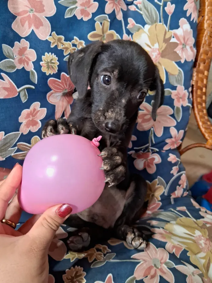 Cachorro ra a SRD-ViraLata idade Abaixo de 2 meses nome Neneco