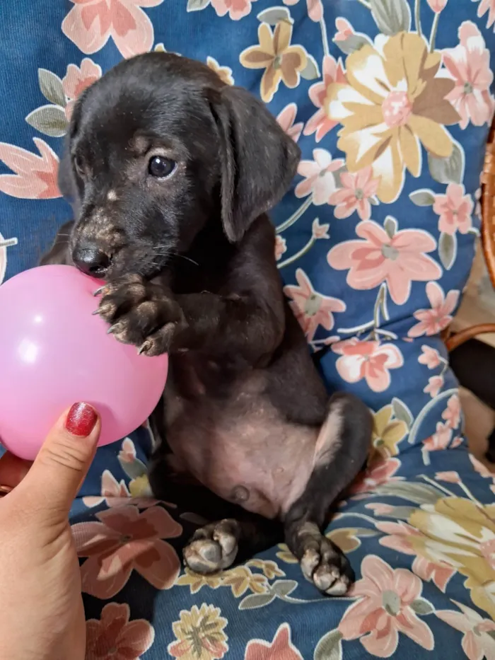 Cachorro ra a SRD-ViraLata idade Abaixo de 2 meses nome Neneco