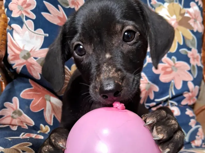 Cachorro ra a SRD-ViraLata idade Abaixo de 2 meses nome Neneco