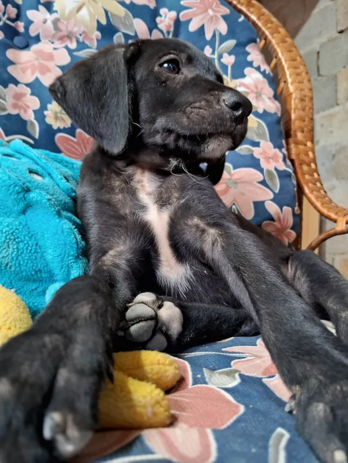 Cachorro ra a SRD-ViraLata idade Abaixo de 2 meses nome Bob