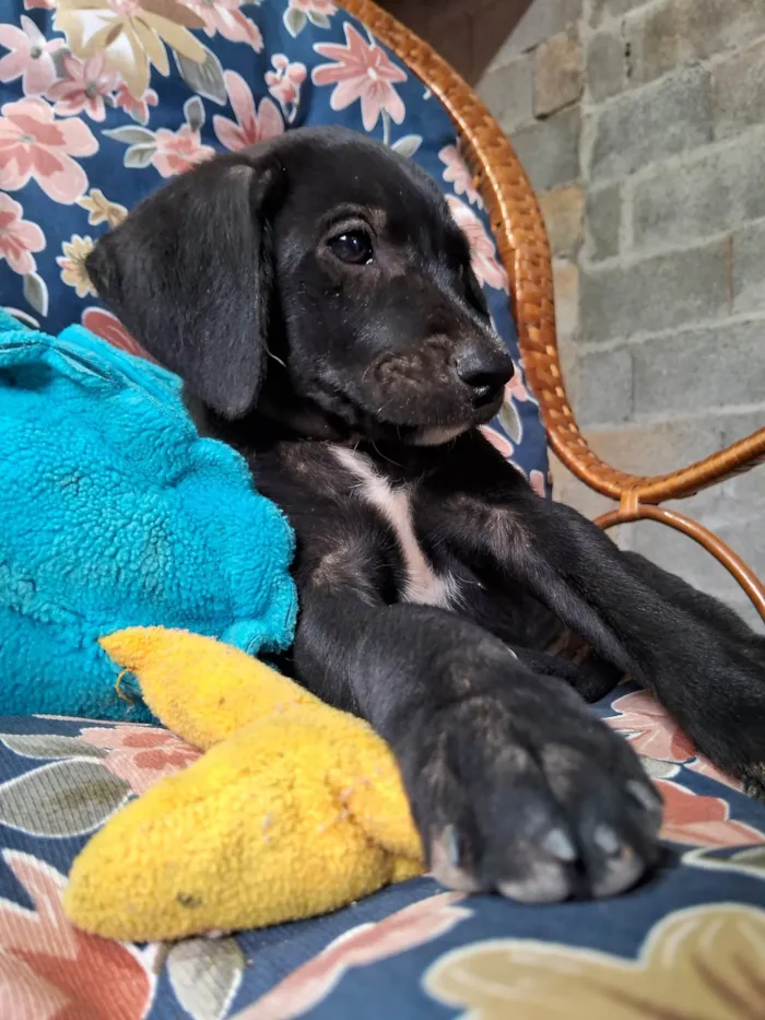 Cachorro ra a SRD-ViraLata idade Abaixo de 2 meses nome Bob