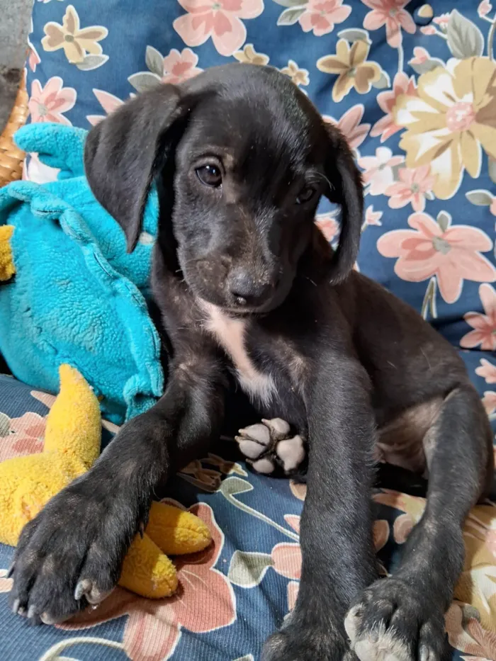 Cachorro ra a SRD-ViraLata idade Abaixo de 2 meses nome Bob