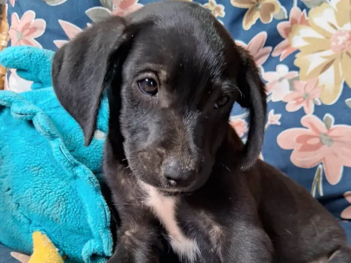 Cachorro ra a SRD-ViraLata idade Abaixo de 2 meses nome Bob