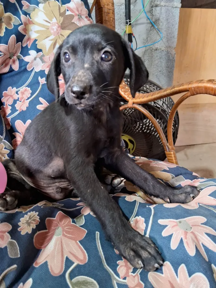 Cachorro ra a SRD-ViraLata idade Abaixo de 2 meses nome Jack