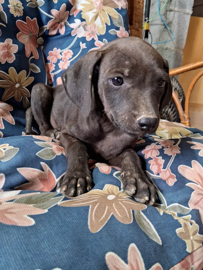 Cachorro ra a SRD-ViraLata idade Abaixo de 2 meses nome Jack