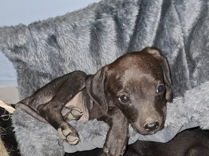 Cachorro ra a SRD-ViraLata idade Abaixo de 2 meses nome Jack