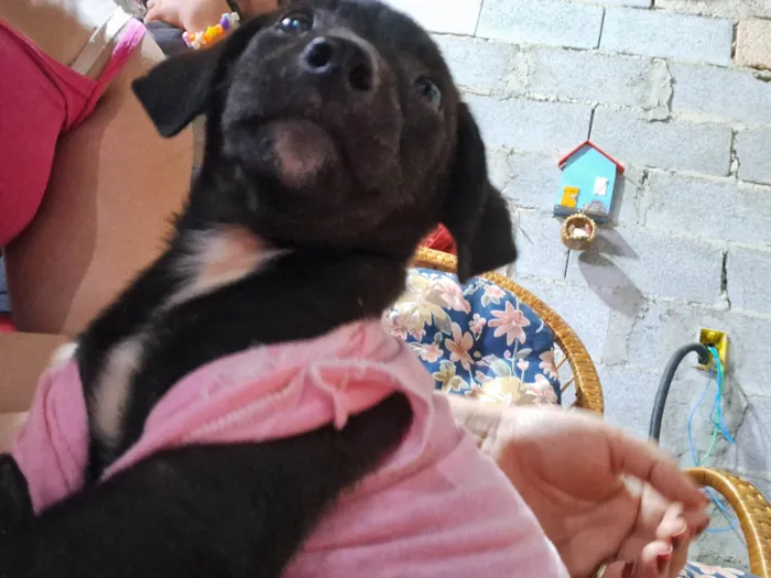 Cachorro ra a SRD-ViraLata idade Abaixo de 2 meses nome Boneca