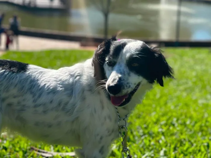 Cachorro ra a SRD-ViraLata idade 3 anos nome Skye