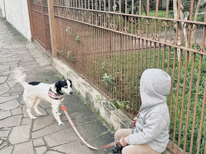 Cachorro ra a SRD-ViraLata idade 3 anos nome Skye