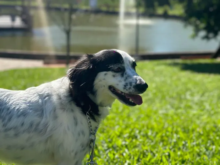 Cachorro ra a SRD-ViraLata idade 3 anos nome Skye