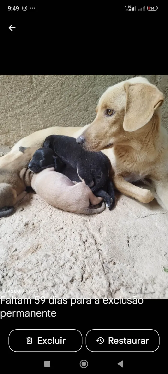 Cachorro ra a SRD-ViraLata idade Abaixo de 2 meses nome Sem nome