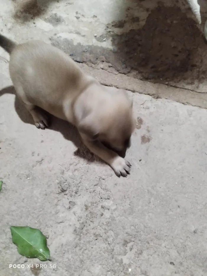 Cachorro ra a SRD-ViraLata idade Abaixo de 2 meses nome Sem nome