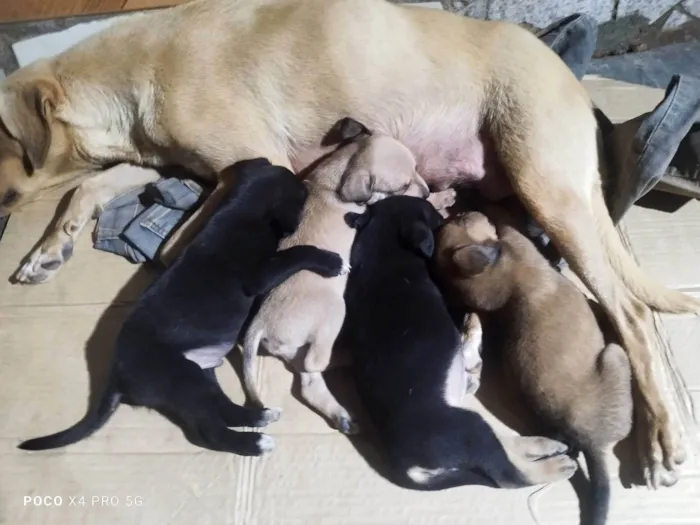 Cachorro ra a SRD-ViraLata idade Abaixo de 2 meses nome Sem nome