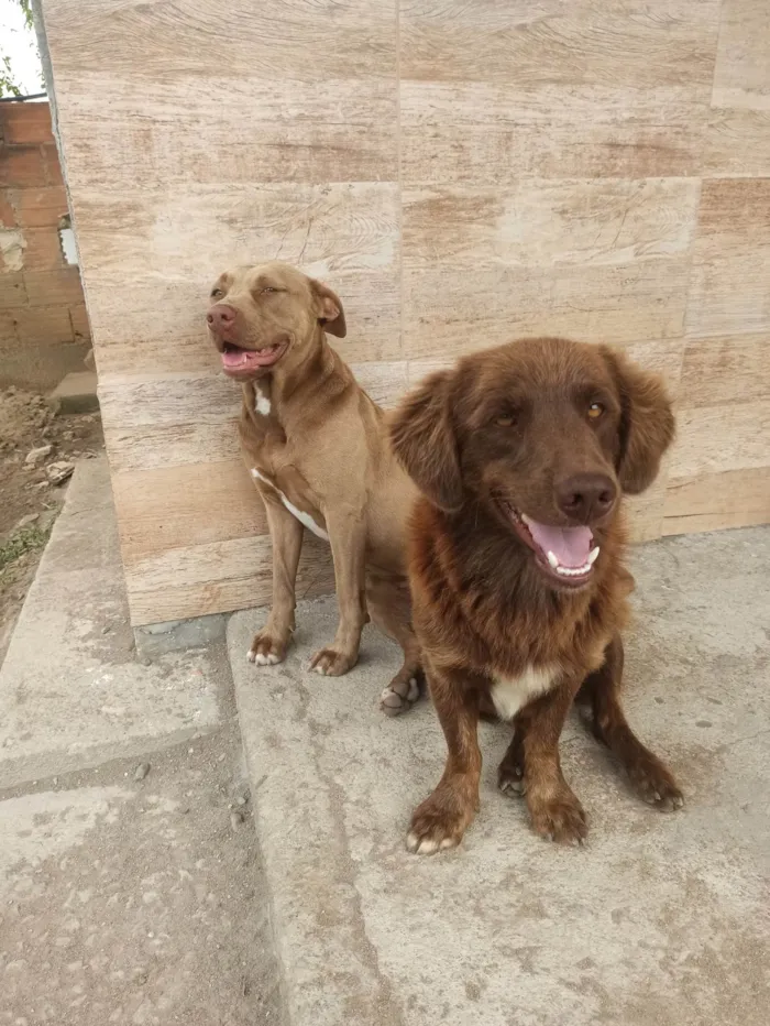 Cachorro ra a SRD-ViraLata idade 2 anos nome Esquisito