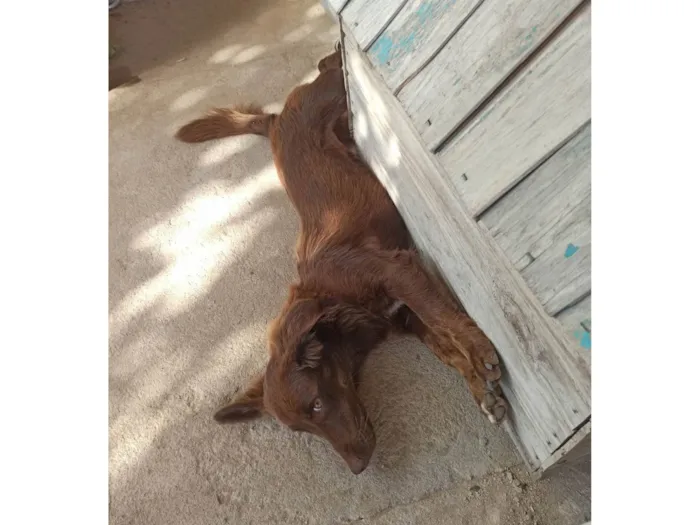 Cachorro ra a SRD-ViraLata idade 2 anos nome Esquisito