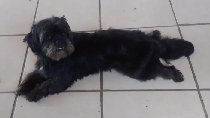 Cachorro ra a SRD-ViraLata idade 1 ano nome Não tem nome 