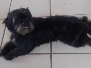 Cachorro raça SRD-ViraLata idade 1 ano nome Não tem nome 