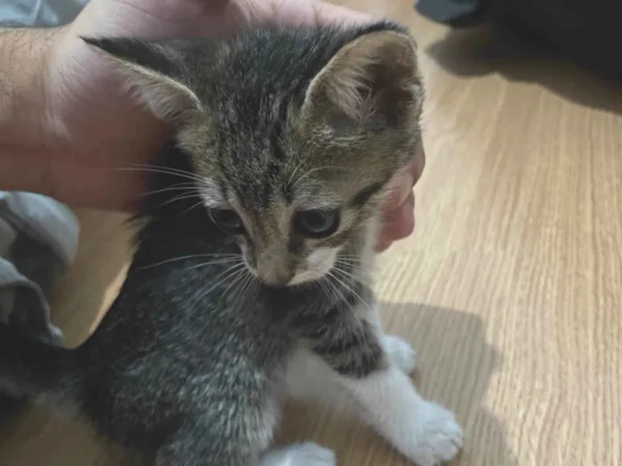 Gato ra a SRD-ViraLata idade Abaixo de 2 meses nome Gatinhos abandonados, adoção 