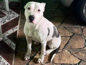 Cachorro raça Pit-Bull idade 7 a 11 meses nome Pandora 