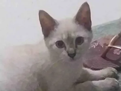 Gato raça SRD-ViraLata idade 2 a 6 meses nome Pedrogulho