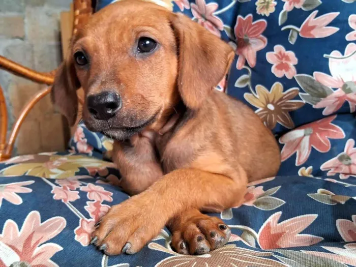 Cachorro ra a SRD-ViraLata idade Abaixo de 2 meses nome Scooby 