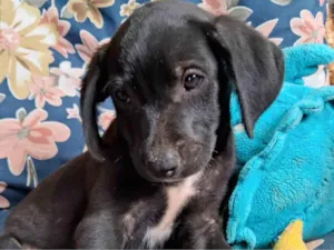 Cachorro raça SRD-ViraLata idade Abaixo de 2 meses nome Bob