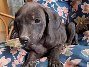 Cachorro raça SRD-ViraLata idade Abaixo de 2 meses nome Jack