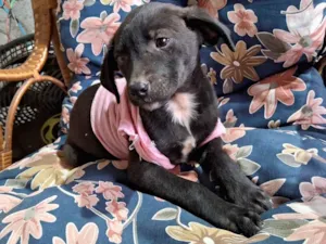 Cachorro raça SRD-ViraLata idade Abaixo de 2 meses nome Boneca