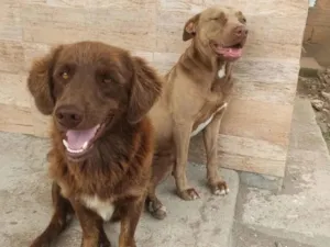 Cachorro raça SRD-ViraLata idade 2 anos nome Esquisito