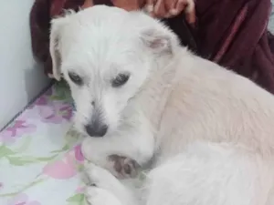 Cachorro raça SRD-ViraLata idade 1 ano nome Baby