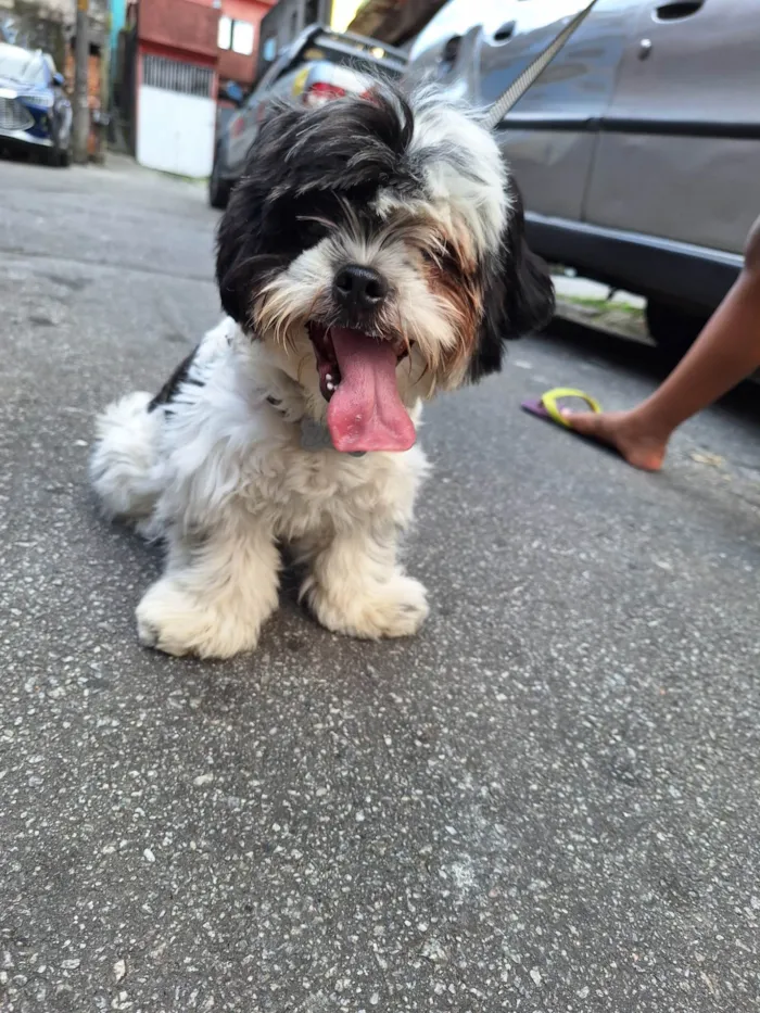 Cachorro ra a Shitzu idade 1 ano nome Django